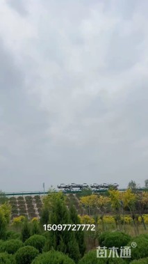 冠幅100厘米桧柏球