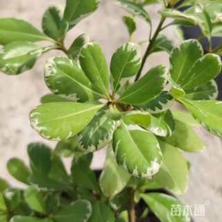 冠幅150厘米花叶海桐球