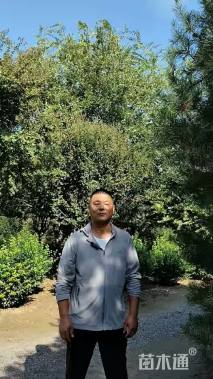 高度600厘米白皮松