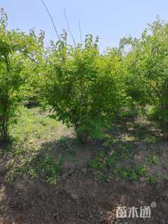 高度260厘米金银木