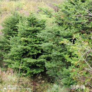 移栽苗日本冷杉