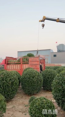 冠幅150厘米大叶黄杨球