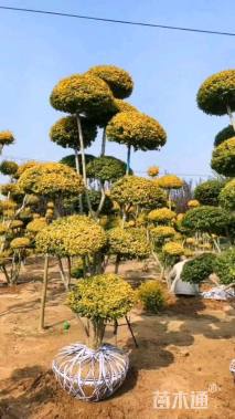 5公分造型亮晶女贞