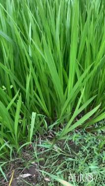 高度15厘米黄菖蒲