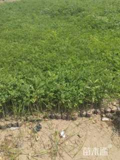 高度30厘米紫穗槐