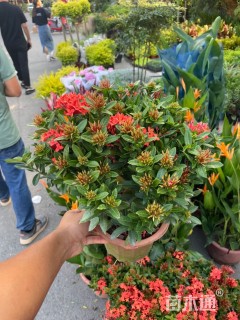 高度30厘米龙船花