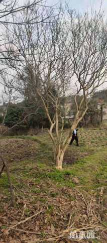 高度500厘米大红紫薇