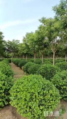 冠幅100厘米卫矛球