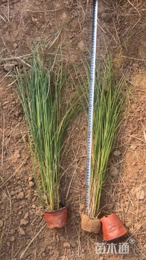 高度50厘米细叶芒