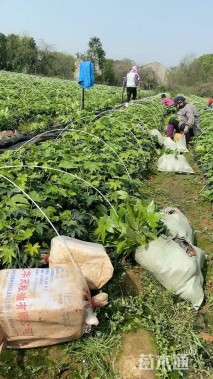 高度30厘米八角金盘