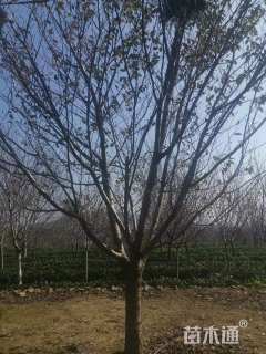 8公分普贤象樱花