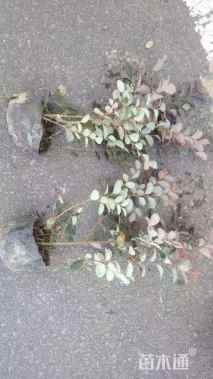 高度40厘米红花继木小苗