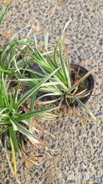 高度25厘米沿阶草