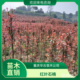 4公分红叶石楠