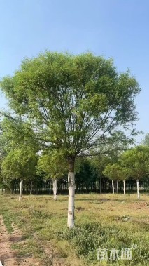 25公分馒头柳