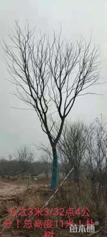33公分朴树