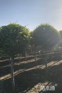 冠幅100厘米金叶榆球