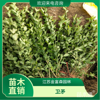 高度30厘米卫矛