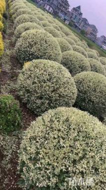 高度100厘米金姬小蜡