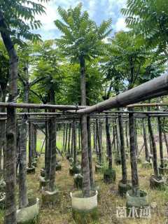8公分麻楝