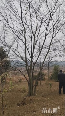 20公分朴树