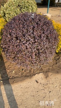 冠幅150厘米红花继木球