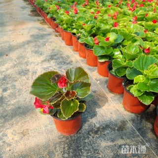 高度18厘米四季海棠