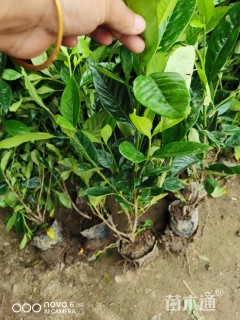 高度40厘米小叶栀子