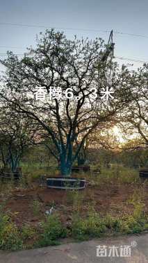 15公分香橼
