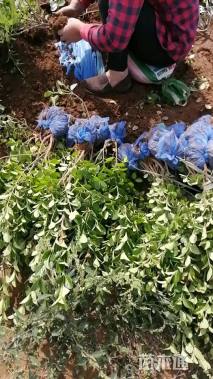 高度40厘米胶东卫矛