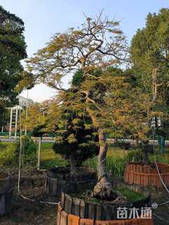 高度200厘米羽毛枫