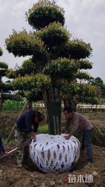 30公分造型椤木石楠