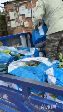 高度50厘米天堂鸟