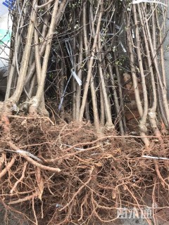 高度120厘米半边红李子