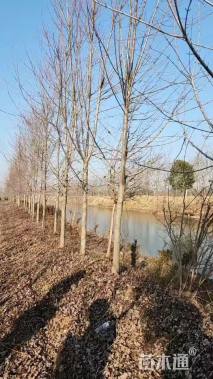 10公分北美红枫