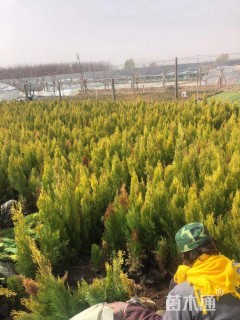 高度35厘米洒金柏