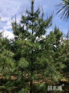 高度350厘米华山松