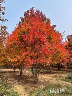 高度700厘米丛生美国红枫