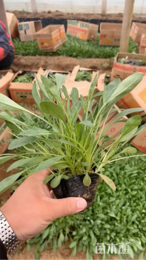 高度20厘米大花金鸡菊