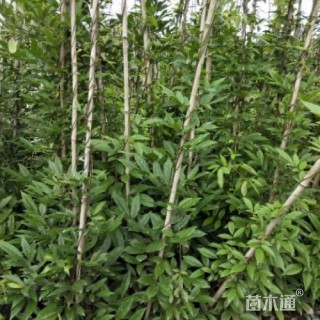350厘米鸡血藤