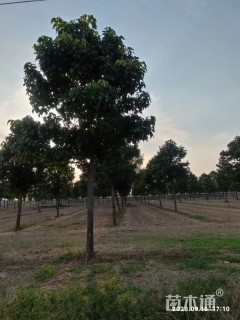 15公分楸树