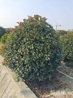 冠幅200厘米红叶石楠球