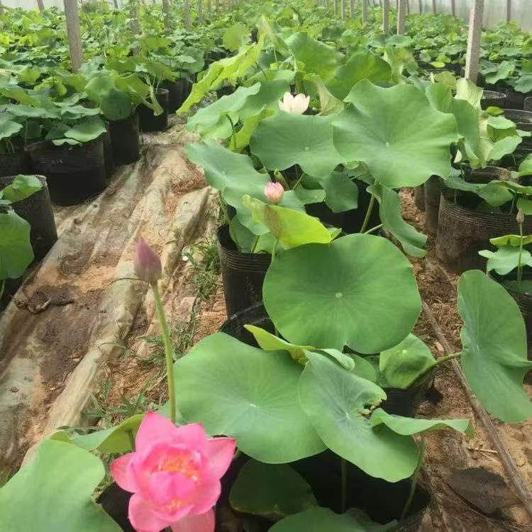 高度35厘米荷花