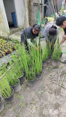 高度80厘米木贼