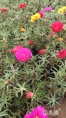 高度25厘米半枝莲