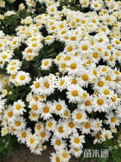 高度20厘米北京夏菊