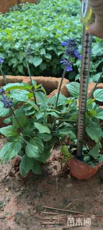 高度20厘米鼠尾草