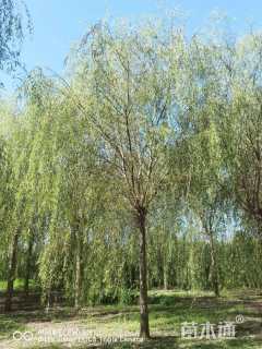 16公分青皮垂柳