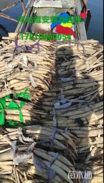 高度40厘米荷花