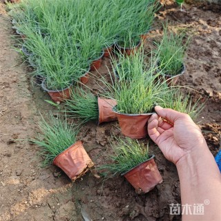 高度22厘米粉黛乱子草